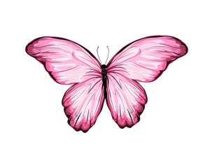 watercolor butterfly on white background