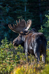 Bull Moose in Colorado
