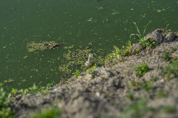 Flooded blooming green water with used glass bottle and duckweed in the river. Algae made water look green.