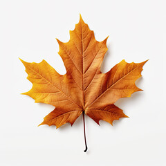 Fototapeta premium hoja seca otoñal de color naranja y rojo sobre fondo blanco