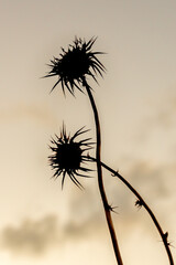 Dried thistles against a golden evening sky with wispy clouds
