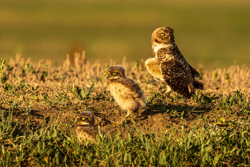 Burrowing Owl mother and Chicks in golden hour light