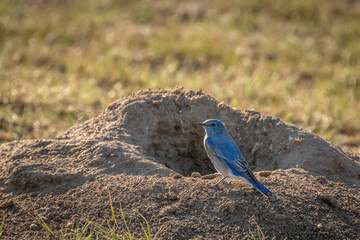 Bluebird sitting on a prairie dog burrow