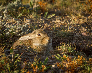 young cotton tail rabbit in the morning light