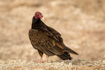 Turkey Vulture in the Badlands of South Dakota