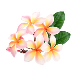 Pink  white plumeria, frangipani flowers isolated on white background on transparent.