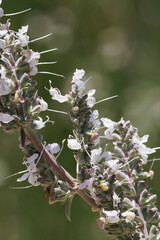 White flowering cymose head inflorescences of Salvia Apiana, Lamiaceae, native shrub in the San Gabriel Mountains, Transverse Ranges, Springtime.