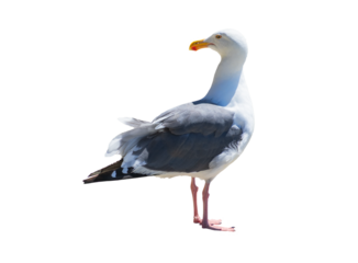 An isolated seagull standing profile, looking backwards to the left - isolated on white