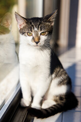 a vertical portrait of a young tabby cat sitting next to a window