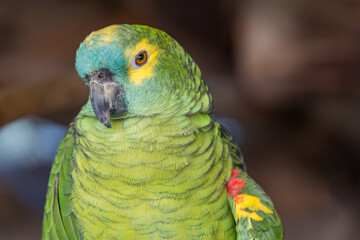 Close up shot of blue-fronted amazon also called the blue-fronted parrot looking at the camera, Cape Town, South Africa