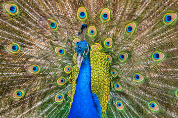 Obraz premium Close up shot of male peacock dancing, Cape Town, South Africa