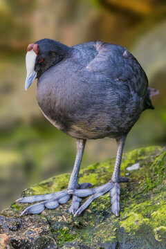 Red-knobbed coot standing on stone with blurred background, Cape Town, South Africa