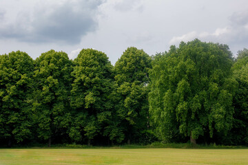 Summer landscape with view of green grass meadow and big trees under white grey cloudy sky as background, Amsterdamse Bos (Forest) A park in the municipalities of Amstelveen and Amsterdam, Netherlands