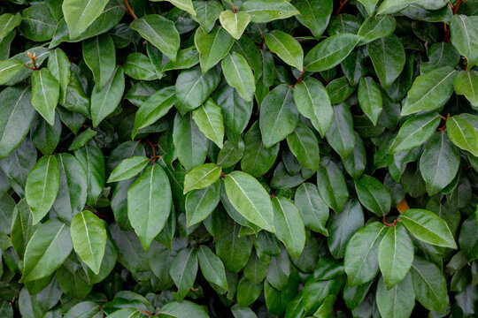 Selective focus green leaves of Elaeagnus ebbingei in the garden, Thorny olive, Spiny oleaster and Silverthorn is a species of flowering plant in the family Elaeagnaceae, Nature greenery background.