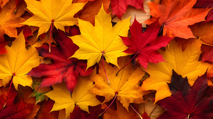 Naklejka na ściany i meble Autumn maple leaves background. Red, yellow and orange maple leaves.