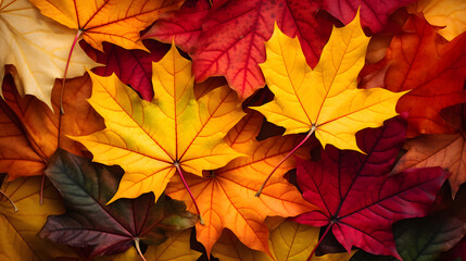 Autumn maple leaves background. Colorful maple leaves background. Top view.