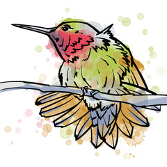 Vector line art and watercolor illustration of hummingbird