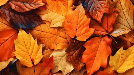 Naklejka na ściany i meble Autumn leaves background. Colorful autumn background