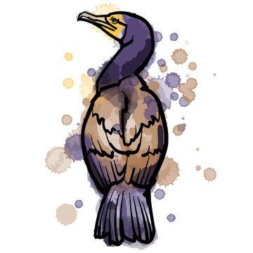 recommend clip art: Vector watercolo and line art illustration of great cormorant