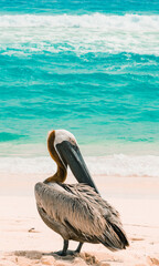 Pelicano en playa