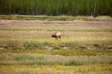 Naklejka na ściany i meble North American elk.The elk or wapiti (Cervus canadensis) in the natural habitat
