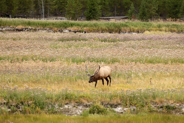 North American elk. The elk or wapiti (Cervus canadensis) in the natural habitat. Yellowstone NP.