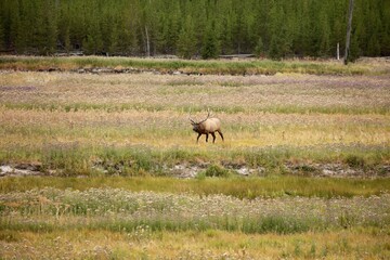 North American elk.The elk or wapiti (Cervus canadensis) in the natural habitat. Yellowstone NP.