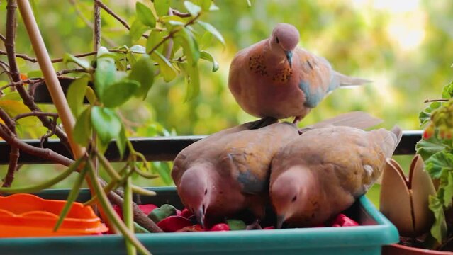 Doves eat quickly, they eat from the pot on the balcony