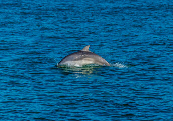 A view of a dolphin swimming in Cardigan Bay close to the town at New Quay, Wales in summertime