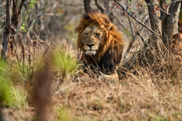 Naklejka na ściany i meble Löwe Kruger Nationalpark