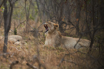 Löwe Kruger Nationalpark