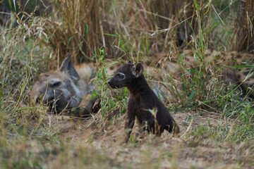 Baby Hyäne Kruger Nationalpark