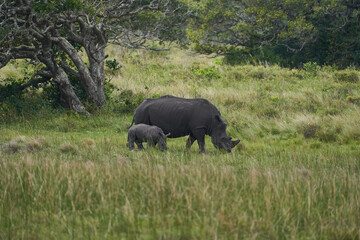 Nashorn Mutter mit Baby
