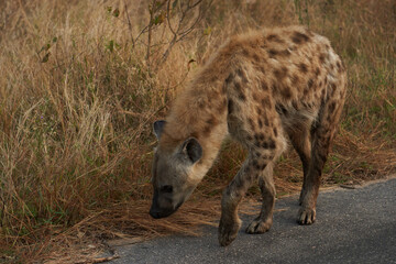 Hyäne Kruger Nationalpark