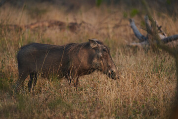 Warzenschwein Kruger Nationalpark