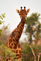 Giraffe Kruger Nationalpark