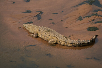 Krokodil Kruger Nationalpark