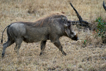 Warzenschwein Kruger Nationalpark