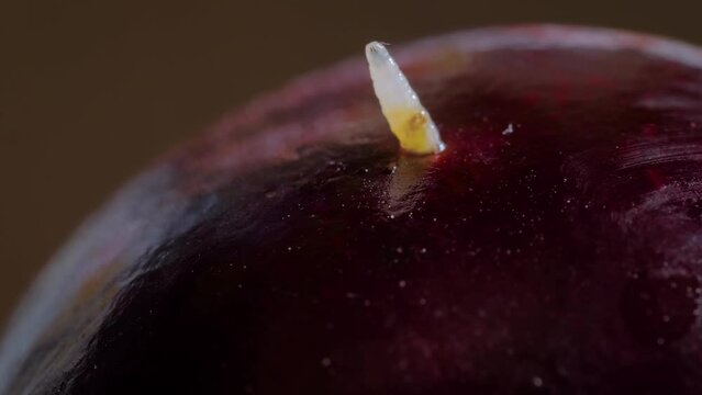 Timelapse: fast moving and wriggling maggot, larva of cherry fruit fly comes out of cherry - macro close up view. Insect, disgusting and time lapse concept
