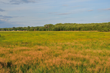 Wetland at sunset. Yellow weed.