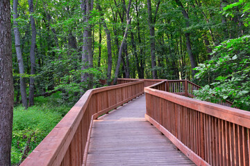Fototapeta premium Wooden zigzag boardwalk across mature forest. Wood handrail.