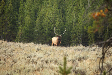 Obraz na płótnie Canvas North American elk.The elk or wapiti (Cervus canadensis) in the natural habitat. Yellowstone NP.