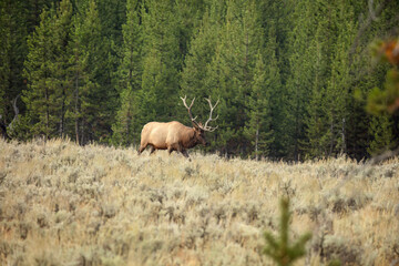 Naklejka na ściany i meble North American elk.The elk or wapiti (Cervus canadensis) in the natural habitat. Yellowstone NP.