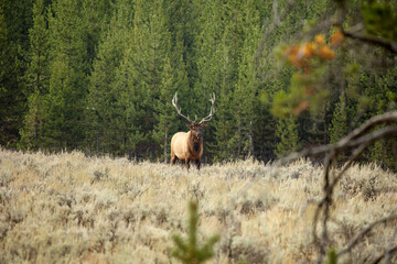 The elk ( Cervus canadensis) on a meadow. The elk known as wapiti - doe on the pasture.