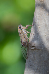 Cicada perched in a tree