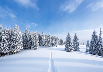 Fototapeta na wymiar Winter landscape. Lawn covered with snow. High mountains with snow white trees. Snowy background. Location place the Carpathian, Ukraine, Europe.
