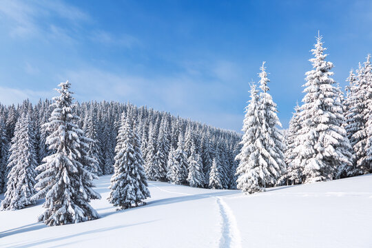 Lawn and forest. On a frosty beautiful day among high mountain are trees covered with white fluffy snow against the magical winter landscape. Snowy background. Nature scenery.