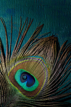 Fototapeta Peacock feather background