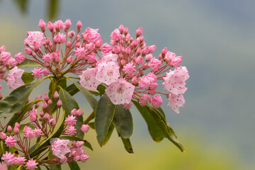 closeup view of pinkish colored mountain laurel just starting to bloom with a bokeh blurred...