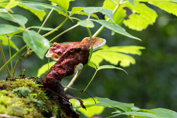 ganodermataceae wild mushroom growing from a decaying tree stump, bokeh blurred background and a huge stalk.